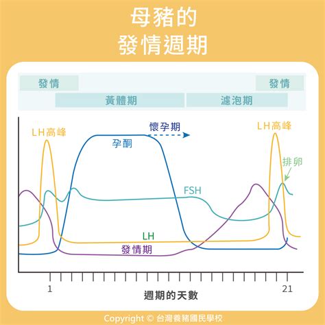 母豬|母豬｜80. 母豬的發情週